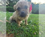 Small #1 Cairn Terrier Mix