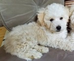 Small #1 Bichon Frise