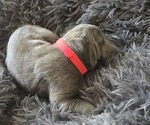Small #3 Cane Corso