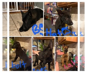 Belgian Malinois Puppy for sale in CONIMICUT, RI, USA