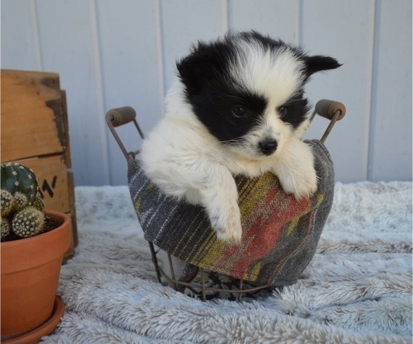 Medium Photo #7 Pomimo Puppy For Sale in HONEY BROOK, PA, USA