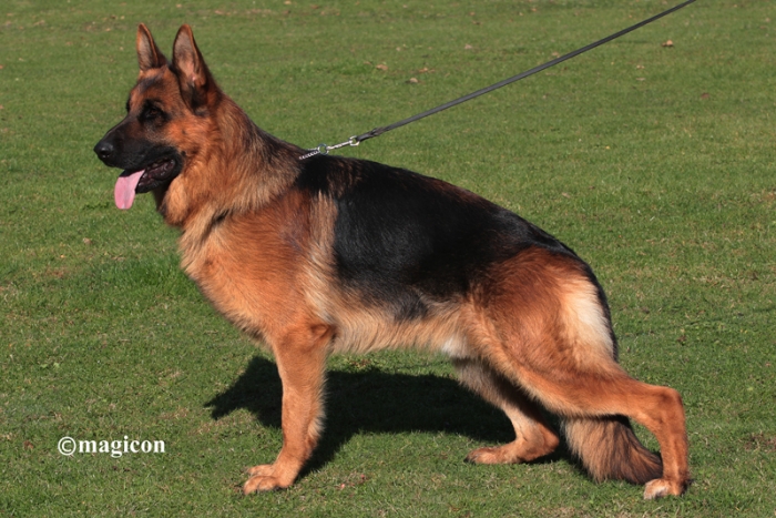 Medium Photo #1 German Shepherd Dog Puppy For Sale in RANCHO CUCAMONGA, CA, USA