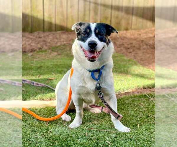 Medium Photo #3 Border Collie-Pembroke Welsh Corgi Mix Puppy For Sale in Kennesaw, GA, USA