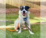 Small #2 Border Collie-Pembroke Welsh Corgi Mix