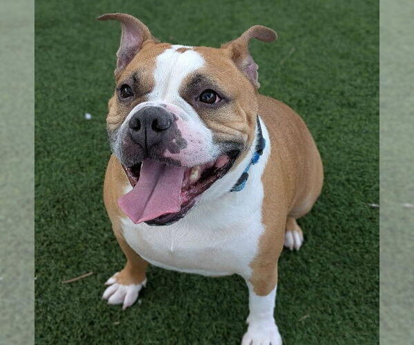 Medium Photo #2 Bulldog-Unknown Mix Puppy For Sale in Las Vegas, NV, USA