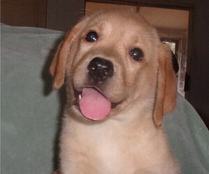 Labrador Retriever Puppy for sale in CALIENTE, CA, USA