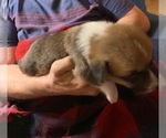 Small Photo #2 Pembroke Welsh Corgi Puppy For Sale in FALLS CITY, OR, USA