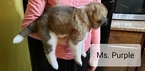 Small Photo #4 Akita Puppy For Sale in HUTCHINSON, MN, USA