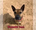 Small #33 American Staffordshire Terrier-Chinese Shar-Pei Mix