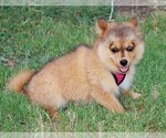 Puppy Maisie Pomsky