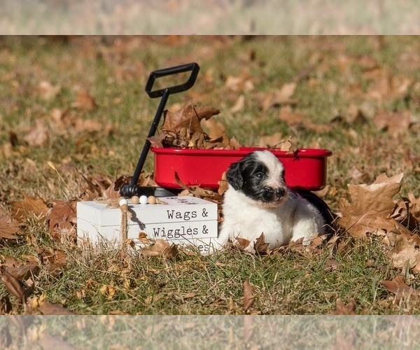 Medium Photo #1 Bernedoodle (Miniature) Puppy For Sale in PRAIRIE VIEW, KS, USA
