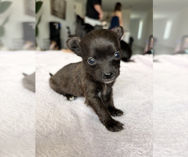Medium Photo #27 Chihuahua Puppy For Sale in SAN ANTONIO, TX, USA