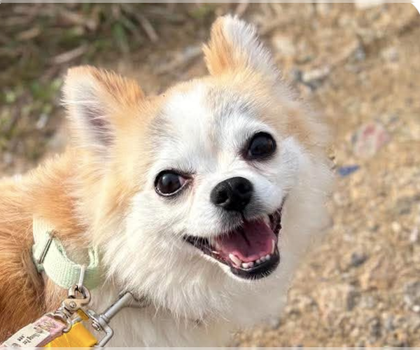 Medium Photo #1 Chihuahua-Unknown Mix Puppy For Sale in San Ramon, CA, USA