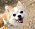 Small Chihuahua Mix
