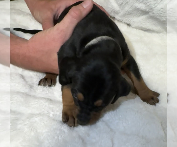 Medium Photo #25 Black and Tan Coonhound-Bluetick Coonhound Mix Puppy For Sale in OAK HILLS, CA, USA