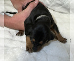 Small Photo #25 Black and Tan Coonhound-Bluetick Coonhound Mix Puppy For Sale in OAK HILLS, CA, USA