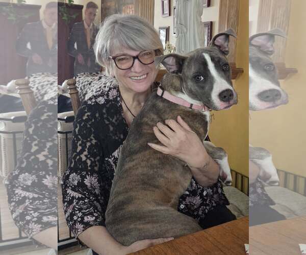 Medium Photo #9 Mutt Puppy For Sale in Mount Laurel, NJ, USA