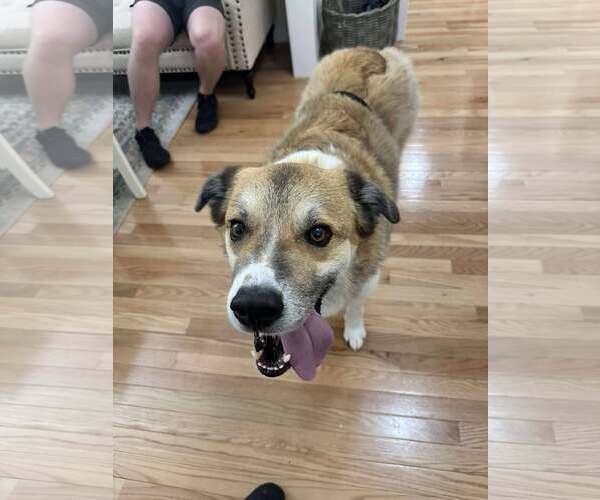 Medium Photo #3 Siberian Husky-Unknown Mix Puppy For Sale in Spring Lake, NC, USA