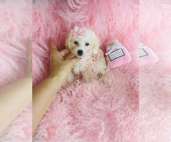 Medium Photo #1 Poodle (Miniature) Puppy For Sale in MIAMI, FL, USA