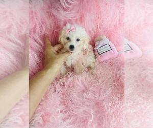 Poodle (Miniature) Puppy for sale in MIAMI, FL, USA