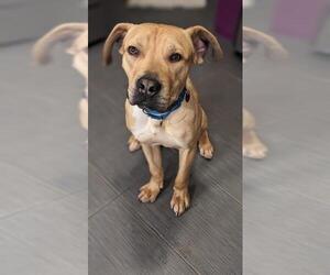 Mutt Dogs for adoption in Brewster, MA, USA