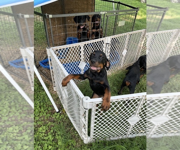 Medium Photo #7 Rottweiler Puppy For Sale in HENRICO, VA, USA