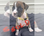 Small Photo #34 Boxer Puppy For Sale in LUCERNE VALLEY, CA, USA