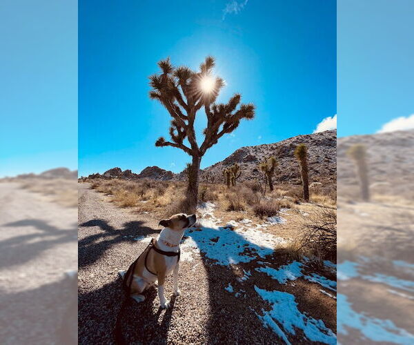 Medium Photo #4 Bullboxer Pit Puppy For Sale in Dana Point, CA, USA