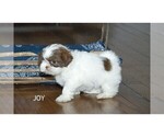 Small Photo #5 Shih Tzu Puppy For Sale in CLARE, MI, USA