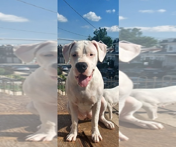 Medium Photo #5 Dogo Argentino Puppy For Sale in WILMINGTON, DE, USA