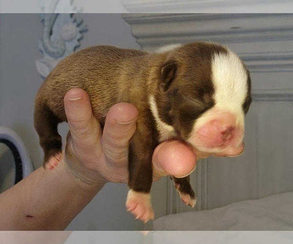 Medium Photo #15 Boston Terrier Puppy For Sale in FT MYERS, FL, USA