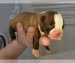 Small #1 Boston Terrier