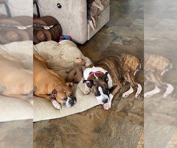 Medium Photo #2 Boxer Puppy For Sale in Woodbury, MN, USA