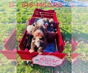 Bernedoodle-Doodle Mix Puppy for sale in BLUE SPRINGS, MO, USA