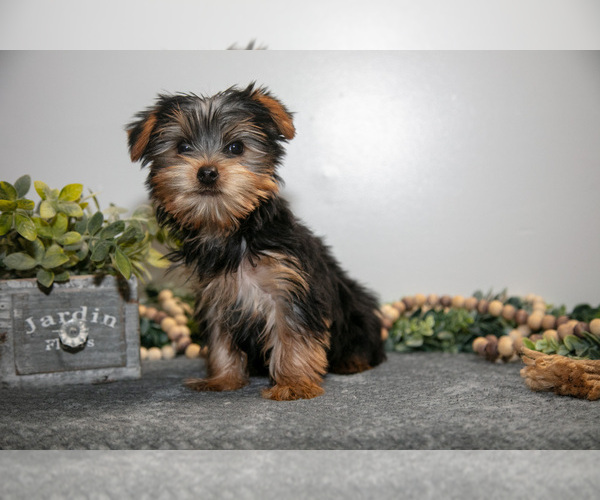 Medium Photo #2 Yorkshire Terrier Puppy For Sale in MONROE, IN, USA