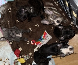 Faux Frenchbo Bulldog Litter for sale in ROUND LAKE, IL, USA