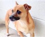 Small #1 Chihuahua Mix