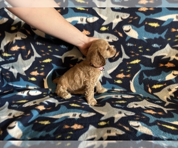Medium Photo #34 Cocker Spaniel Puppy For Sale in COLBERT, GA, USA