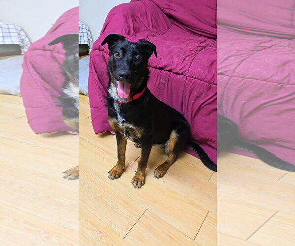 Medium Photo #6 Mutt Puppy For Sale in Rockaway, NJ, USA