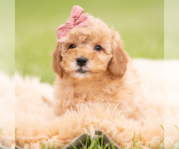 Medium Photo #5 Goldendoodle (Miniature) Puppy For Sale in WARSAW, IN, USA