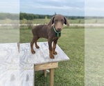 Small Photo #5 Doberman Pinscher Puppy For Sale in BROOKFIELD, MO, USA