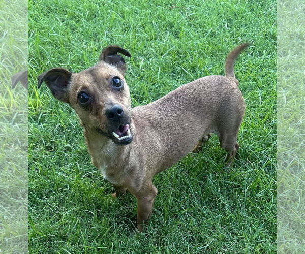 Medium Photo #1 Chiweenie Puppy For Sale in Phoenix, AZ, USA