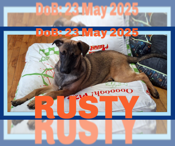 Medium Photo #1 German Shepherd Dog-Unknown Mix Puppy For Sale in Sebec, ME, USA