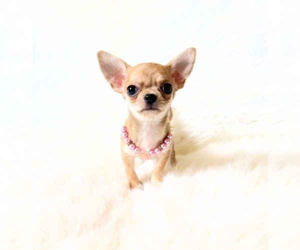 Medium Photo #5 Chihuahua Puppy For Sale in SACRAMENTO, CA, USA