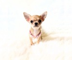 Small #4 Chihuahua