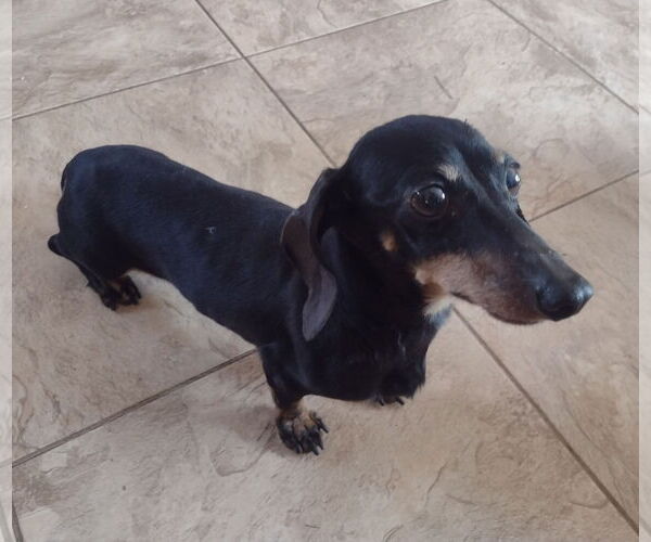 Medium Photo #1 Dachshund Puppy For Sale in Sioux Falls, SD, USA