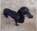 Small Dachshund