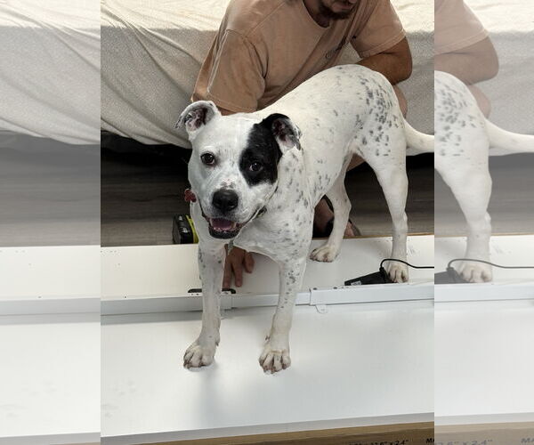 Medium Photo #3 American Bulldog-Labrador Retriever Mix Puppy For Sale in Atlanta, GA, USA