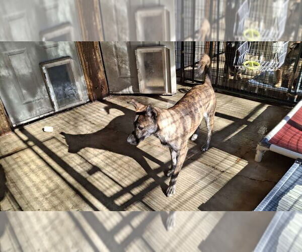 Medium Photo #5 Holland Shepherd Puppy For Sale in Sebec, ME, USA