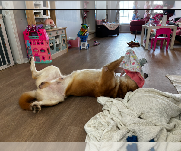 Medium Photo #4 Labrachow Puppy For Sale in Holly Springs, NC, USA